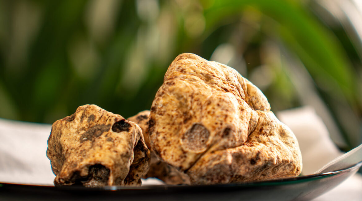 Fiera Nazionale del Tartufo Bianco