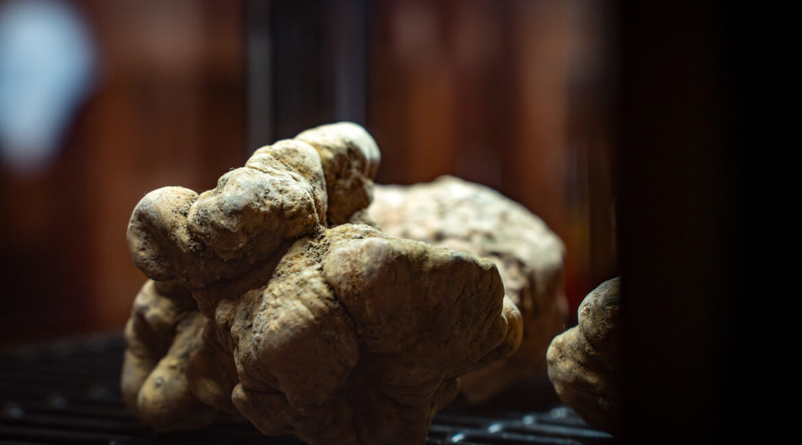 XXX convegno tartufo oltrepo mantovano