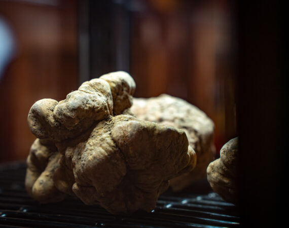 XXX Convegno Lombardo sul Tartufo: “La Città del Tartufo. Trifolando nella storia dell’Oltrepò Mantovano”
